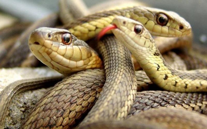 Ý nghĩa đặc biệt về giấc mơ thấy rắn đuổi