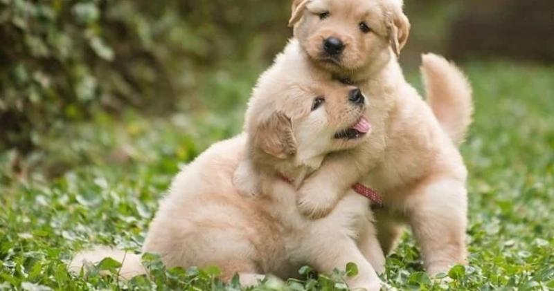 Con số tiềm năng trong giấc mơ thấy chó con  