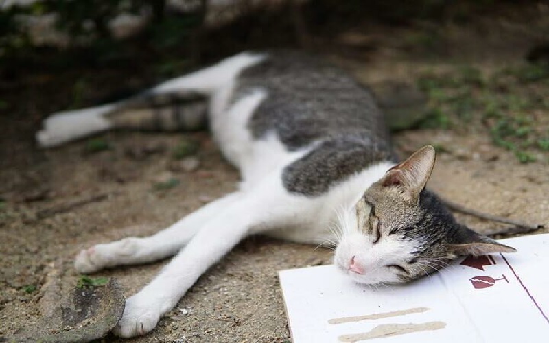 Mơ thấy mèo chết