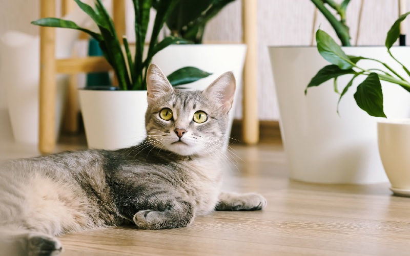 Mơ thấy mèo vào nhà