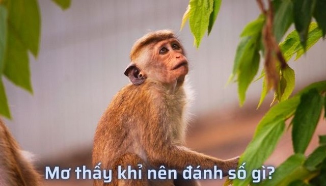 Mơ con khỉ số mấy là may mắn?