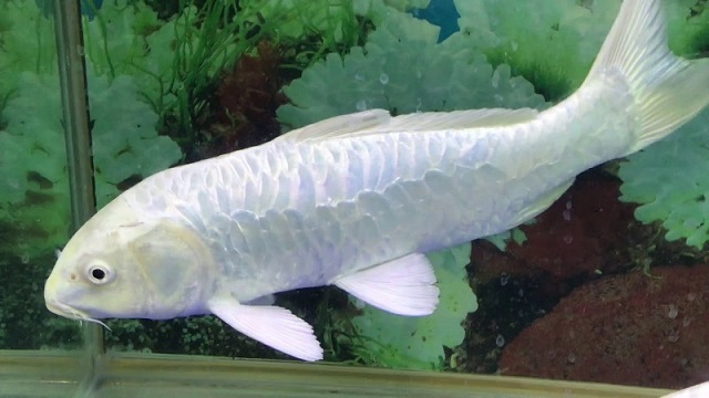 Mơ thấy cá trắng