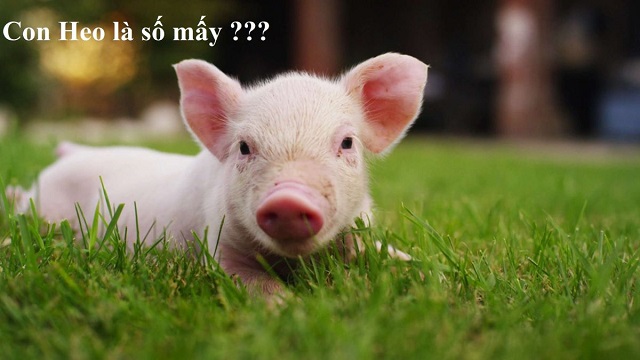 Mơ thấy con heo số mấy? Mơ thấy con heo số mấy?