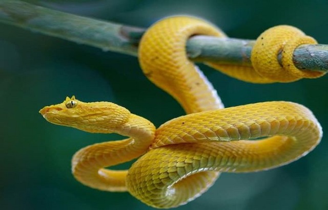 Ngủ mơ bị rắn màu vàng cắn