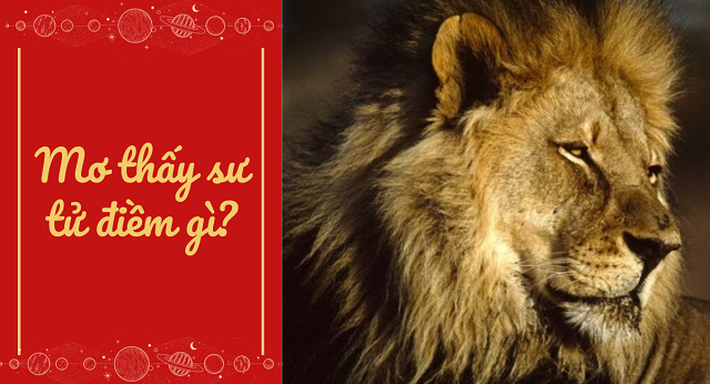 Ý nghĩa về giấc mơ thấy sư tử Ý nghĩa về giấc mơ thấy sư tử