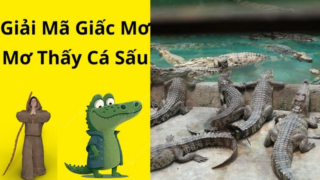 Giải mã giấc mơ liên quan đến cá sấu để gỡ bỏ nút thắt trong lòng mỗi người