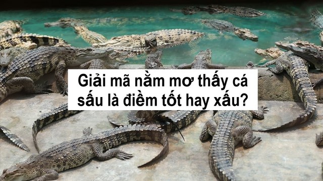 Mơ thấy cá sấu vừa là điềm báo tốt hay xấu còn tùy thuộc vào tình tiết trong giấc mơ