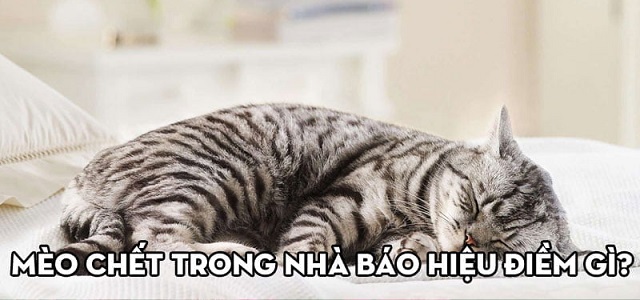 Bạn nằm mơ thấy con mèo chết ở trong nhà Bạn nằm mơ thấy con mèo chết ở trong nhà