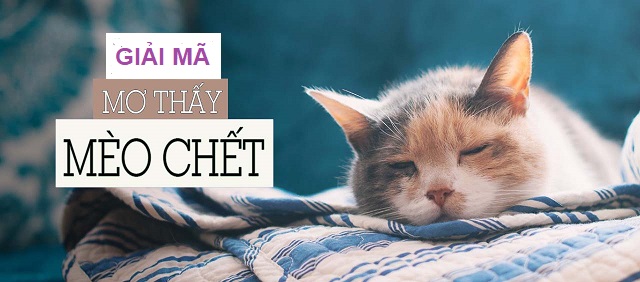 Giải mã những giấc mơ thấy mèo chết Giải mã những giấc mơ thấy mèo chết