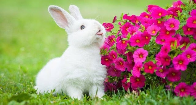 Ngủ mơ thấy chú thỏ con Ngủ mơ thấy chú thỏ con