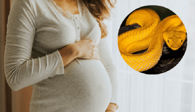 Bà bầu mơ thấy rắn mang theo ý nghĩa gì?