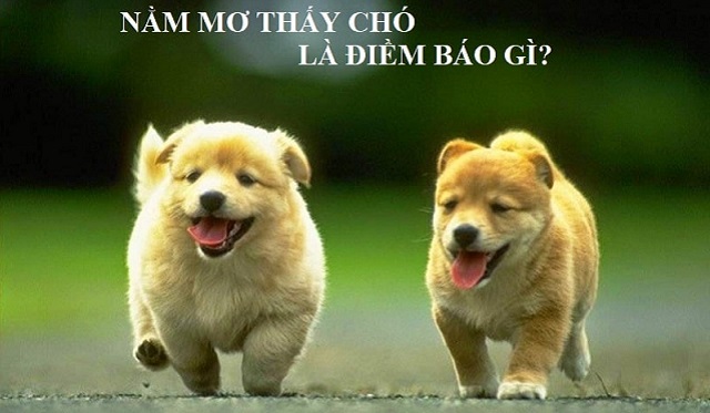 Giải mã những điềm báo giấc mơ gặp chó mang lại Giải mã những điềm báo giấc mơ gặp chó mang lại