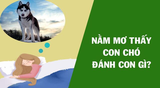 Đánh số nào may mắn khi mơ thấy chó? Đánh số nào may mắn khi mơ thấy chó?