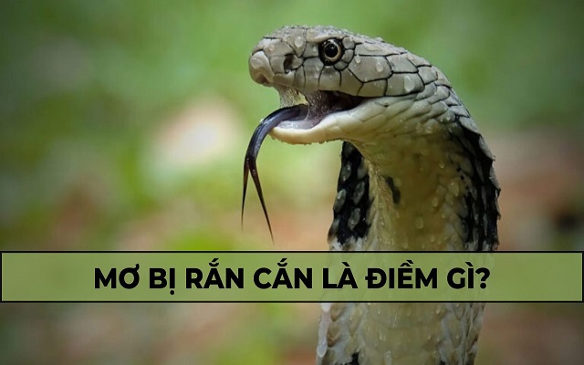 Giải mã giấc mơ thấy rắn cắn
