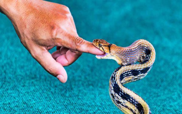 Mơ thấy rắn cắn đánh số nào