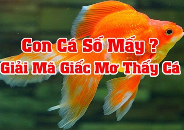 Chiêm bao thấy cá vàng nên đánh số mấy Chiêm bao thấy cá vàng nên đánh số mấy