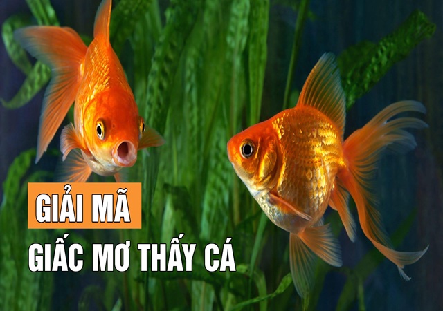 Nằm mơ thấy cá vàng là điềm gì