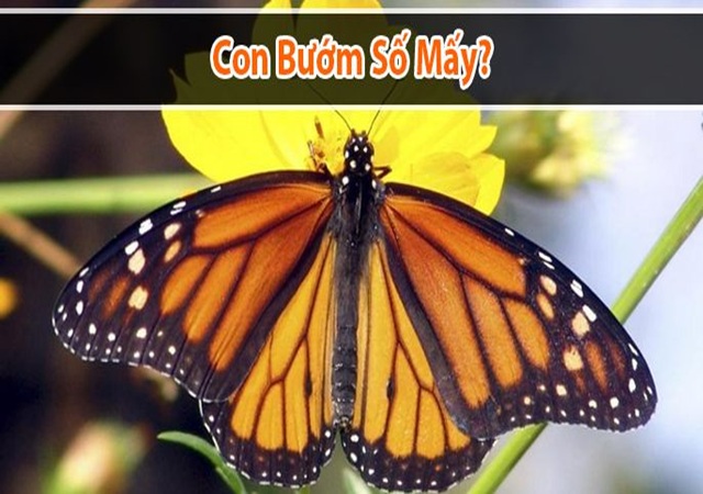 Giải đáp: Con bướm số mấy Giải đáp: Con bướm số mấy