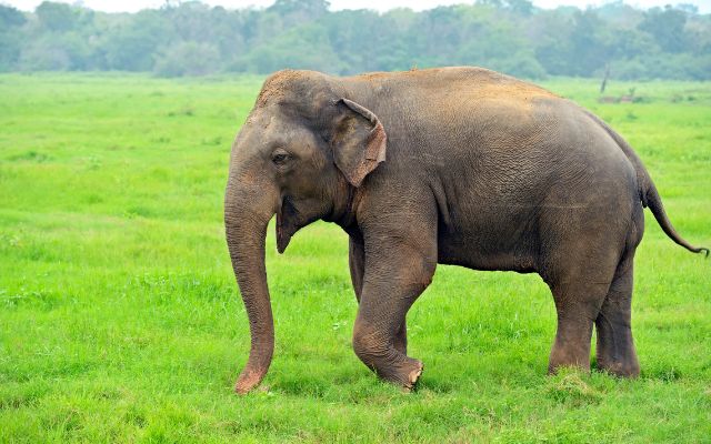 Bộ số lô cực chuẩn khi gặp voi trong mơ
