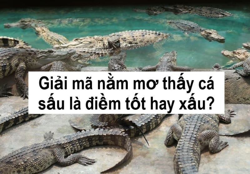 Giấc mơ ẩn chứa những thông điệp đầy hữu ích dành cho bạn